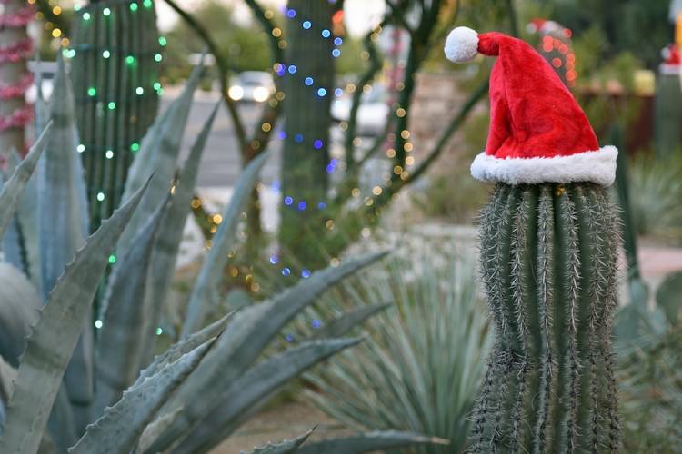 A red Santa hat sitting on top of a desert cactus
