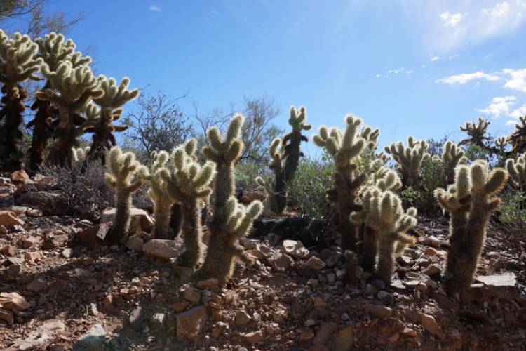 Arizona-Sonora Desert Museum Cactai