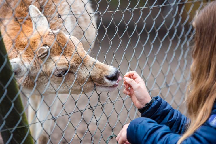 Grand Canyon Deer Farm - Things to do in Arizona