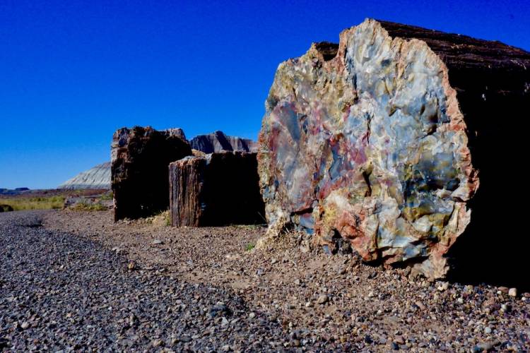 petrified national forest