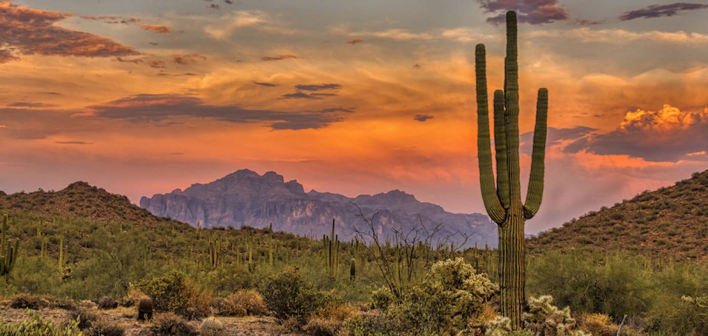 Cactus and Mountains in Arizona- Area Guide
