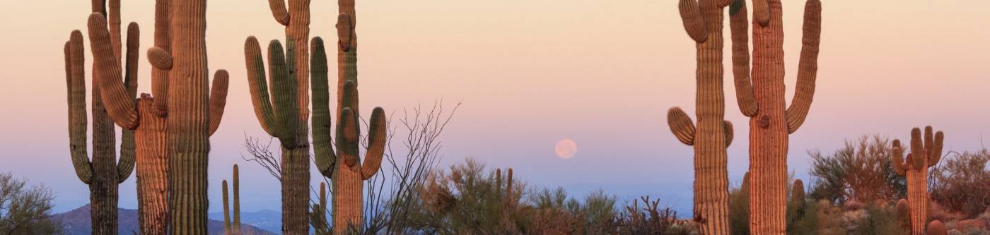 Cactus at sunset